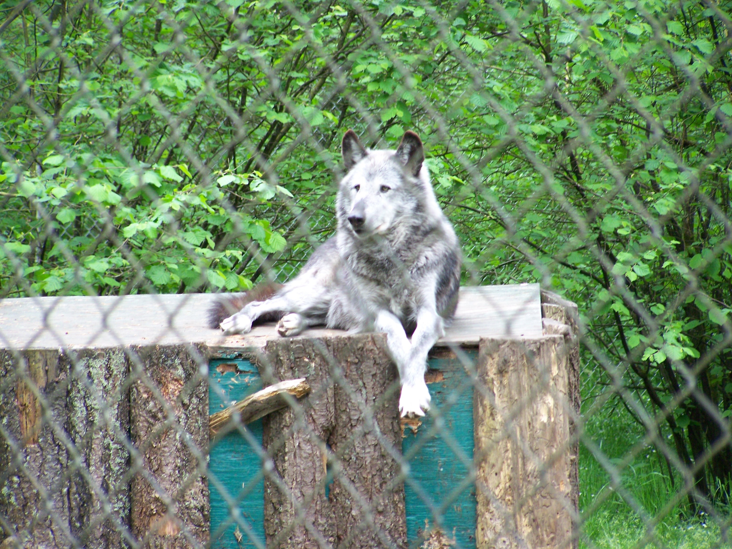 wolf | Olympia WA